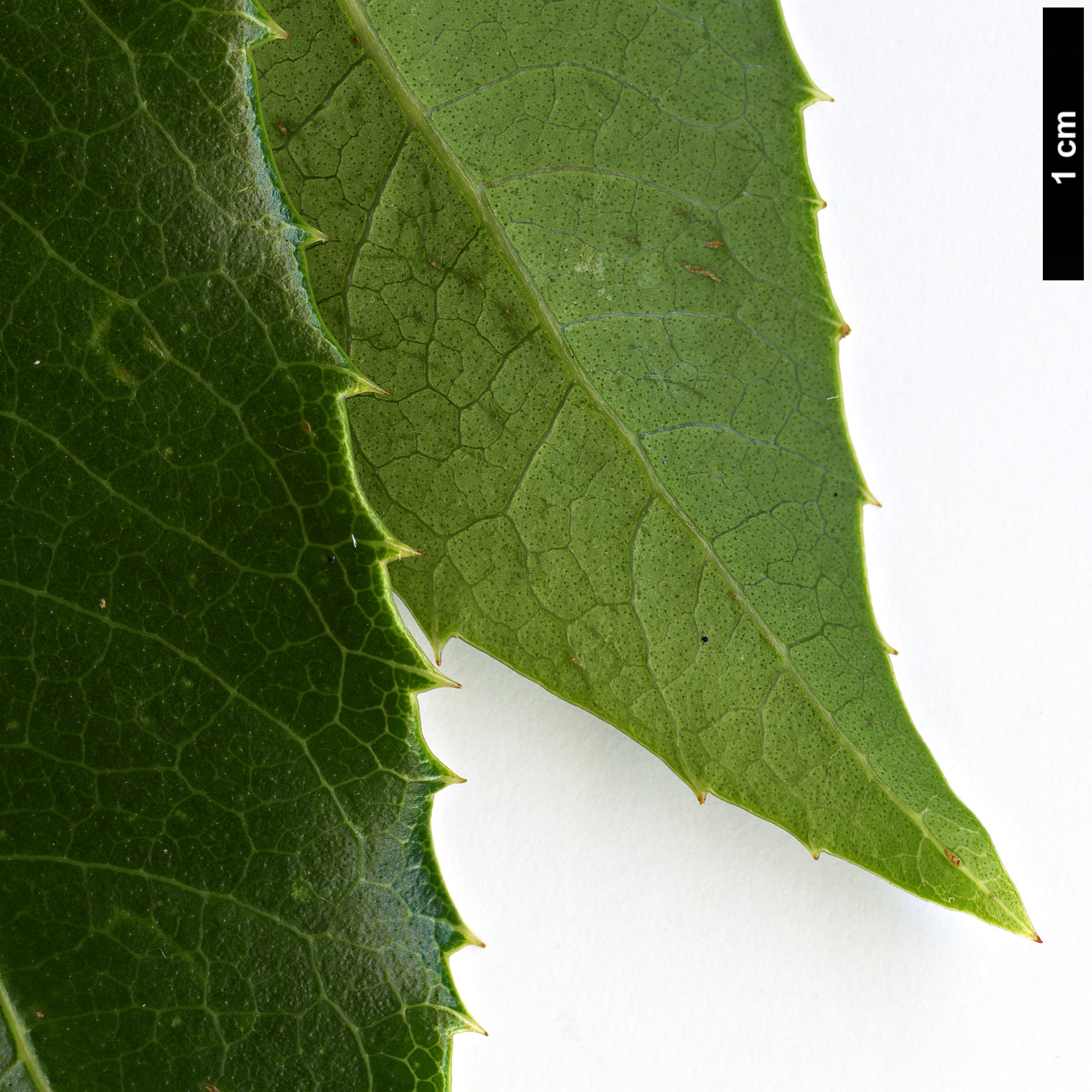 High resolution image: Family: Oleaceae - Genus: Osmanthus - Taxon: yunnanensis